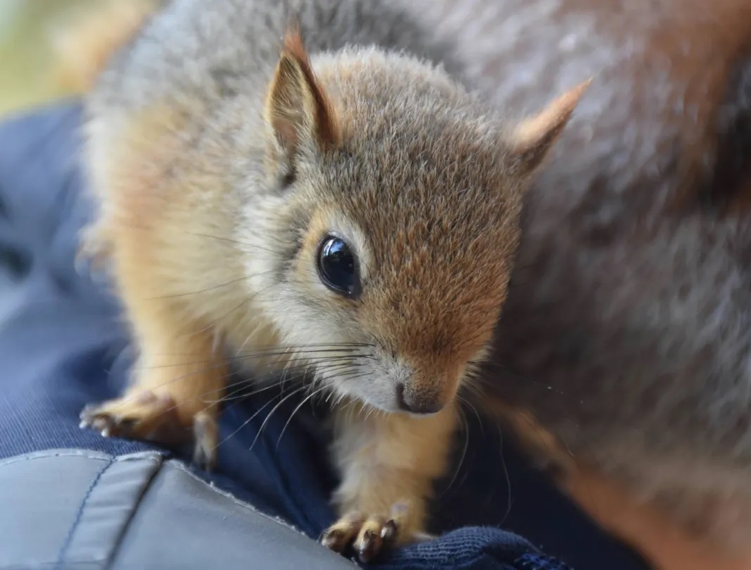Baby Squirrel