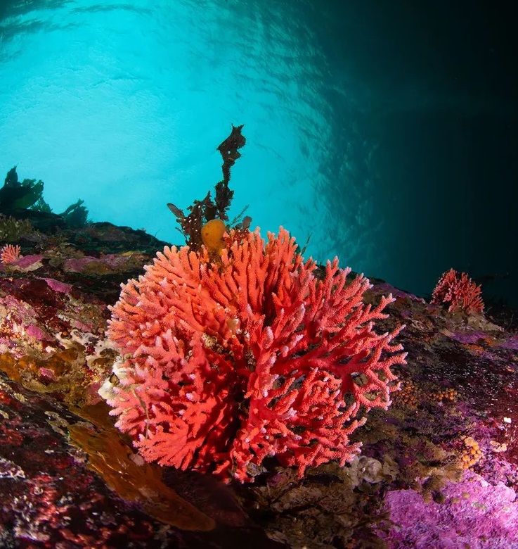 Red Coral in Chile